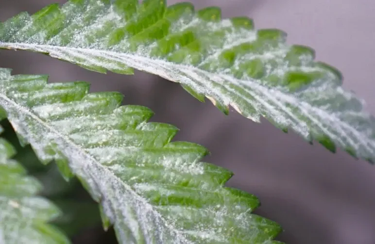 Hoe u echte meeldauw kunt herkennen en behandelen: het draaiboek van de teler om uw oogst te redden (update 2026)