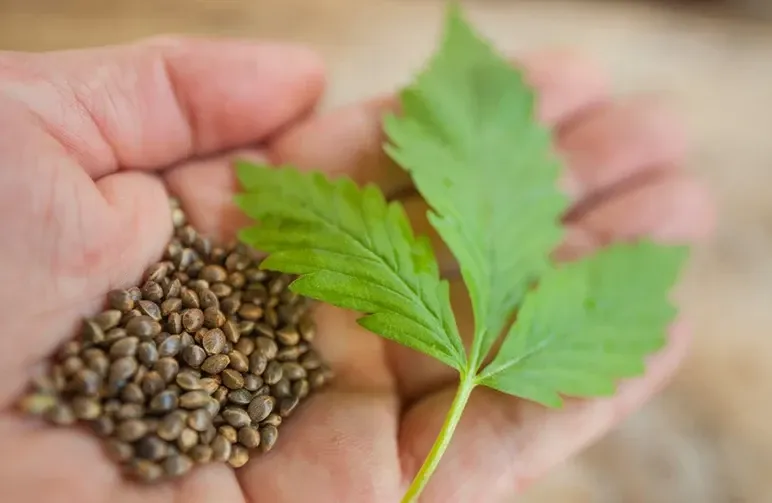 High-CBD versus High-THC Genetica: Uw Medicijn Kiezen