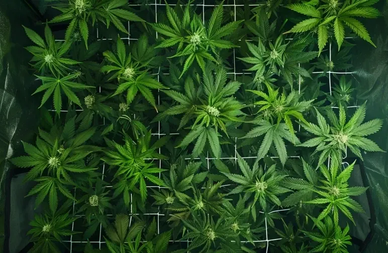 De Complete Handleiding voor het Trainen van Cannabisplanten: LST, toppen en ScrOG