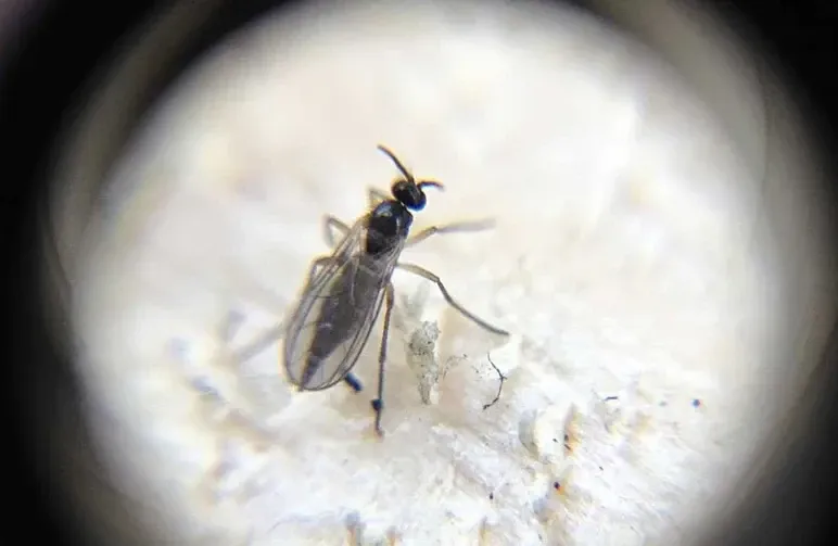 Hoe Kom je van Rouwvliegjes in Cannabis af: een Complete Handleiding voor Kwekers