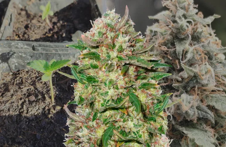 24K Gold – Week-voor-week kweekdagboek & strain review