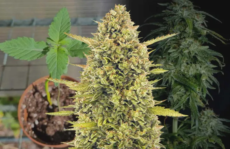 Acapulco Gold Week-voor-Week Kweekdagboek