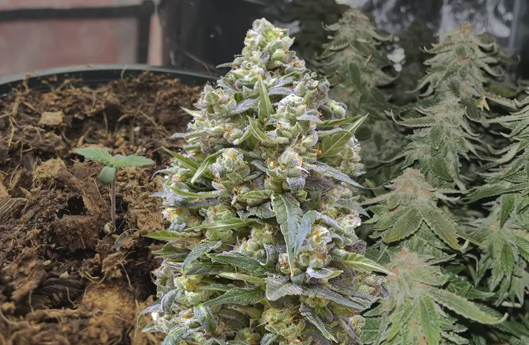 Alaskan Thunder Fuck – Kweekdagboek per Week & Strain Review