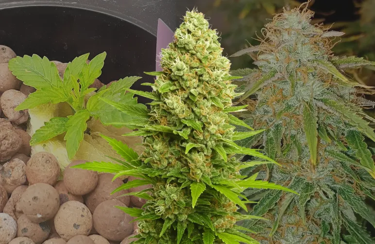 Banana Kush Auto Week-voor-Week Kweekdagboek