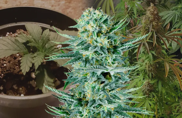 Blue Dream – Week-voor-week kweekdagboek & strain review