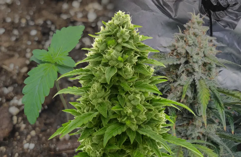 Bruce Banner Auto – Week-tot-week Kweekdagboek & Strain Review