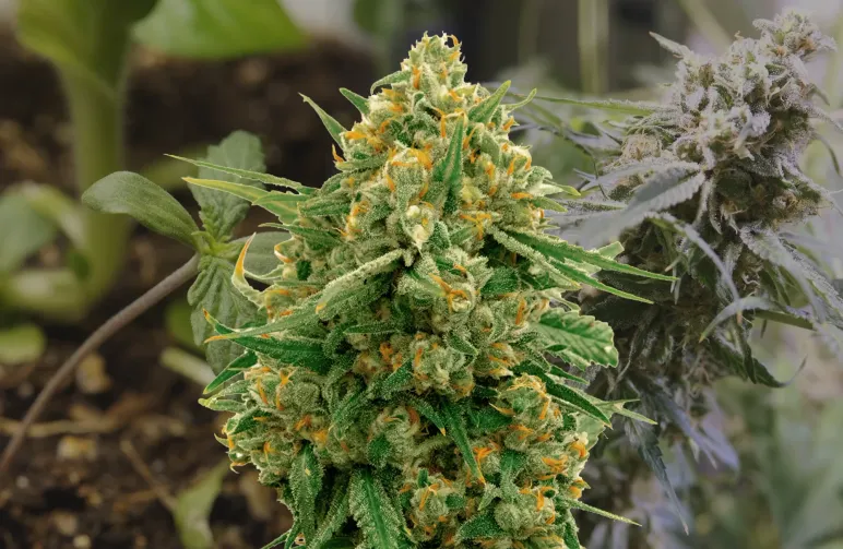 CBD Express – Week-voor-week kweekdagboek & strainreview