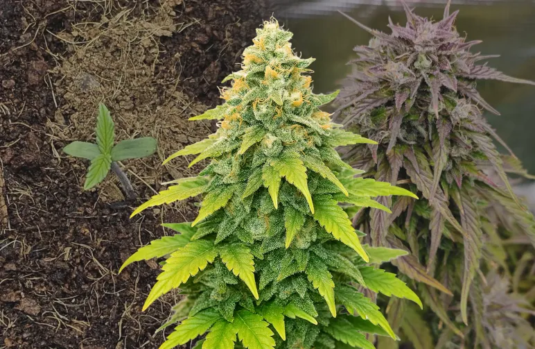 Fat Bastard Auto Week-voor-Week Kweekdagboek