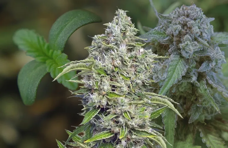 Future #1 Week-voor-Week Kweekdagboek