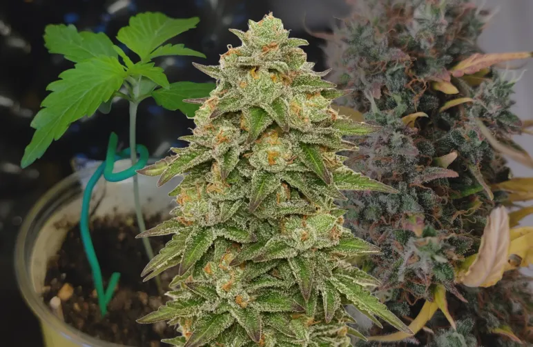 Gelato Auto Kweekdagboek week per week