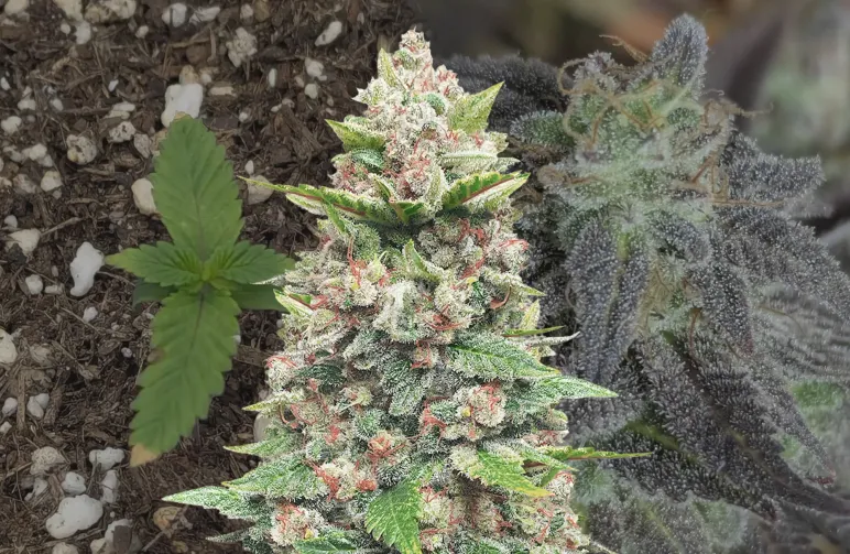 God's Gift - Kweekdagboek per Week & Strain Review