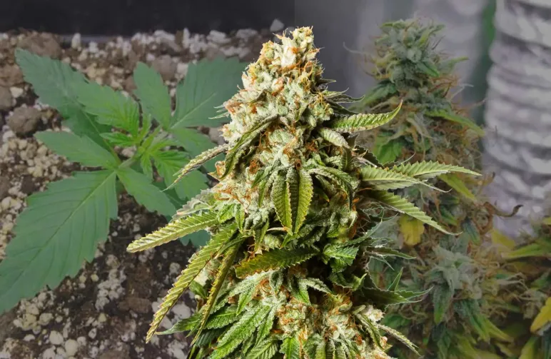 Gorilla Glue Auto Week-tot-Week Kweekdagboek