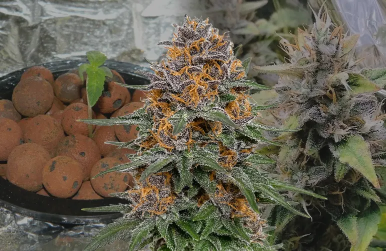 Granddaddy Purple Auto – Week-voor-week kweekdagboek & strain review