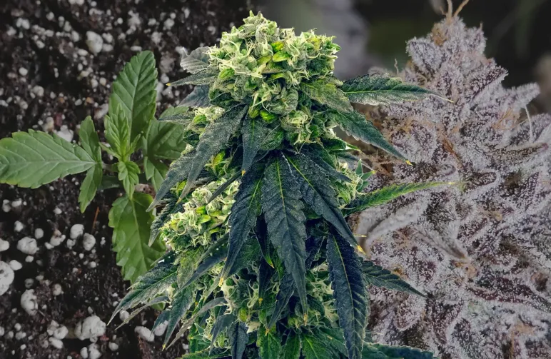 Gush Mints – Week-voor-Week Kweekdagboek & Strain Review