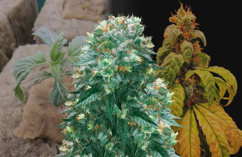 Harlequin Week-voor-Week Kweekdagboek