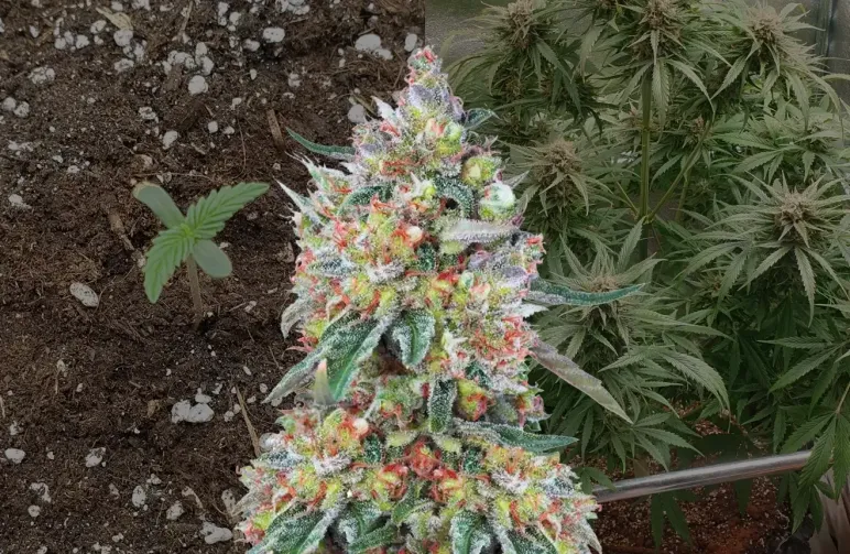 Hellfire OG Auto Kweekdagboek van Week tot Week