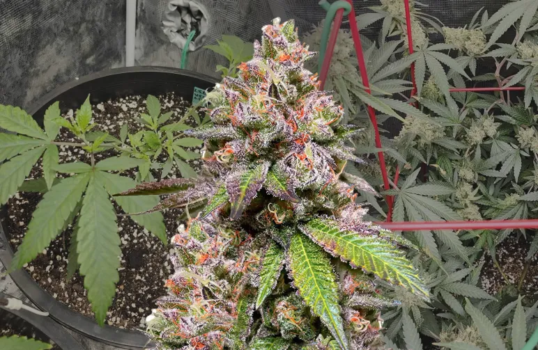 LSD Week-voor-Week Kweekdagboek