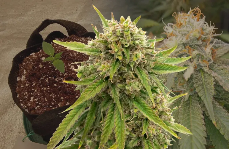 Maui Waui Week-voor-Week Kweekdagboek