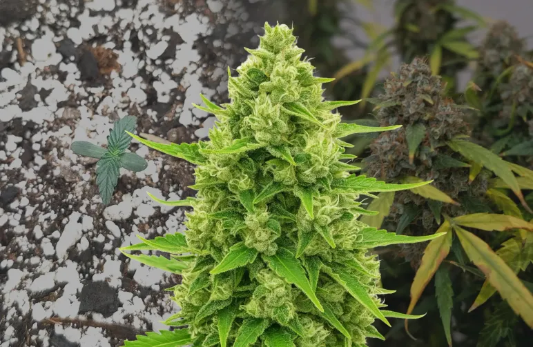 Northern Lights Auto – Week-voor-week kweekdagboek & strain review