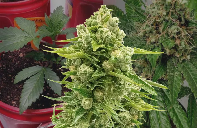 Northern Lights Kweekdagboek Week per Week