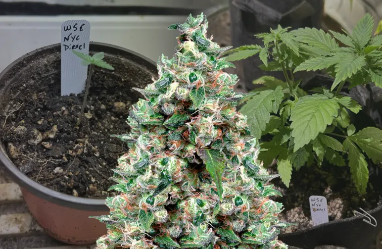 NYC Diesel – Week-voor-week kweekdagboek & strain review