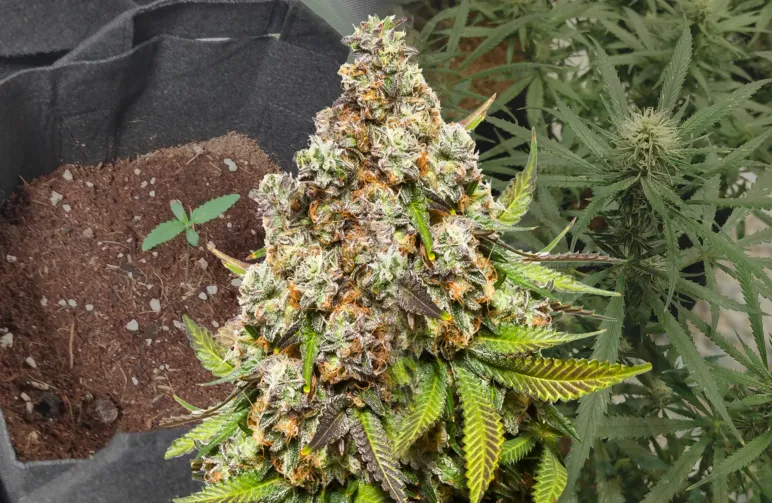 Pennywise Week-voor-Week Kweekdagboek & Strain Review