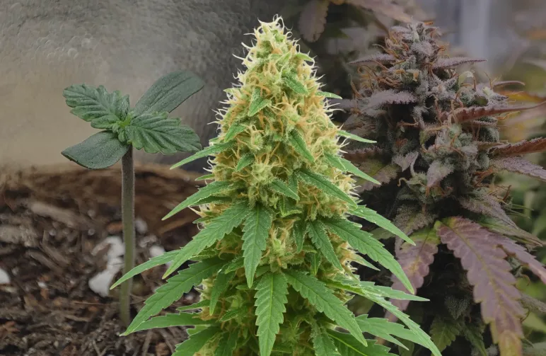 Pineapple Express Auto Kweekdagboek week per week