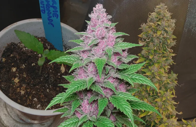 Purple Lemonade Auto – Week-tot-week kweekverslag & soortenreview