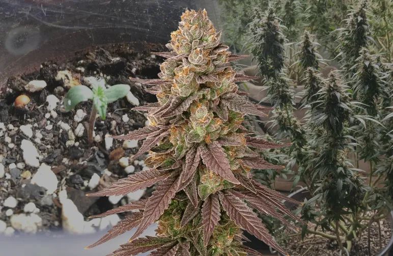 Red Devil Auto – week-voor-week kweekdagboek & soortreview