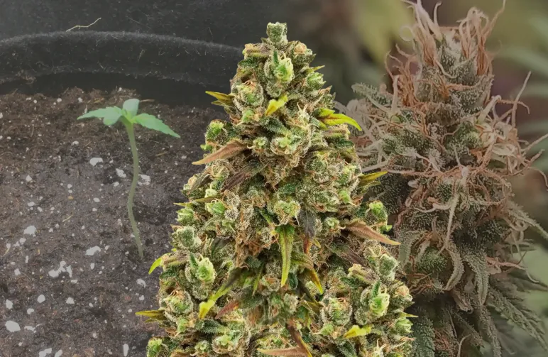 Sexxpot Week-voor-Week Kweekdagboek