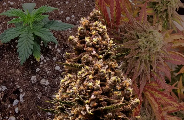 Sirius Black Kweekdagboek van Week tot Week