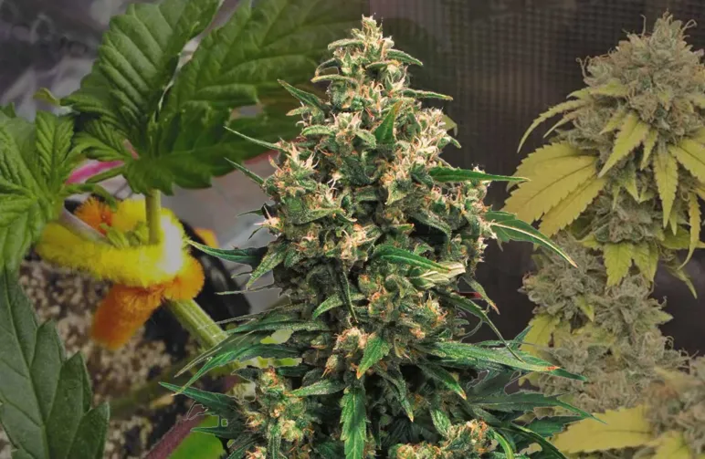 Strawberry Cough Kweekdagboek Week per Week