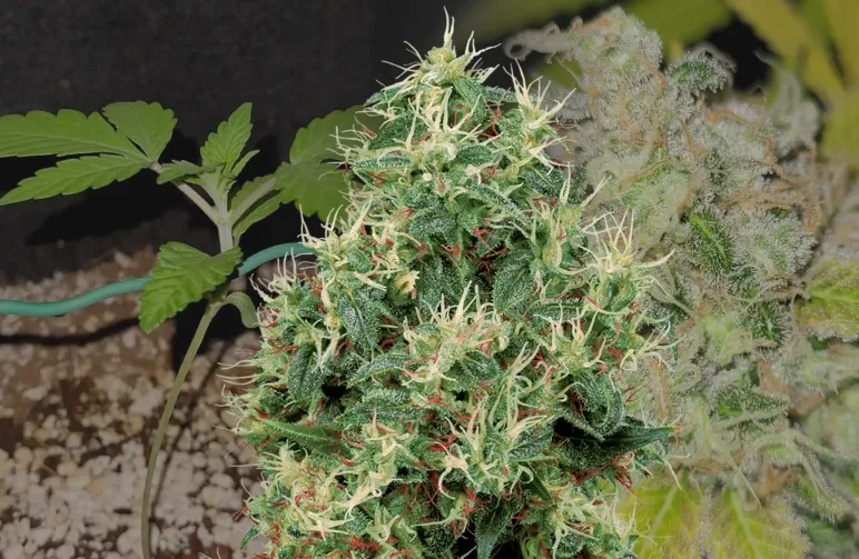 Strawberry Kush Kweekdagboek Week per Week