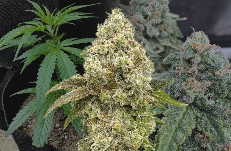 Super Boof Week-voor-Week Kweekdagboek