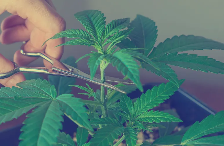 Gids voor het toppen en snoeien van Indica-cannabis voor maximale opbrengst en potentie