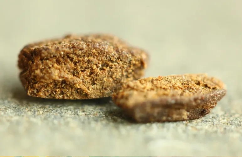 De Top 5 Beste Strains voor Hasj Productie