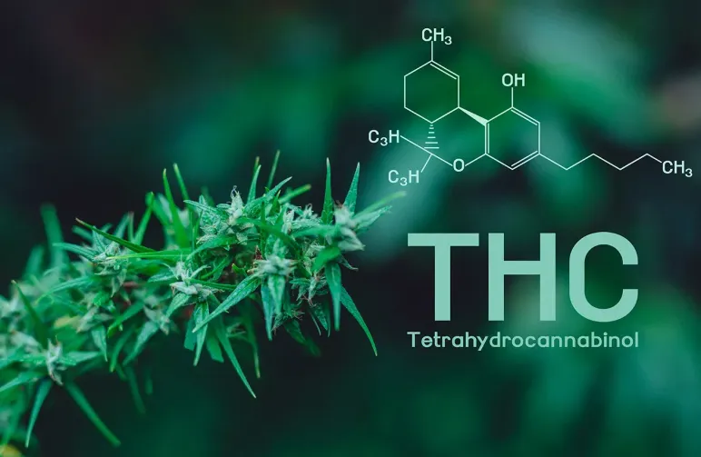 Cannabinoïden uitgelegd: THC, CBD en de Rest die je Echt Moet Kennen