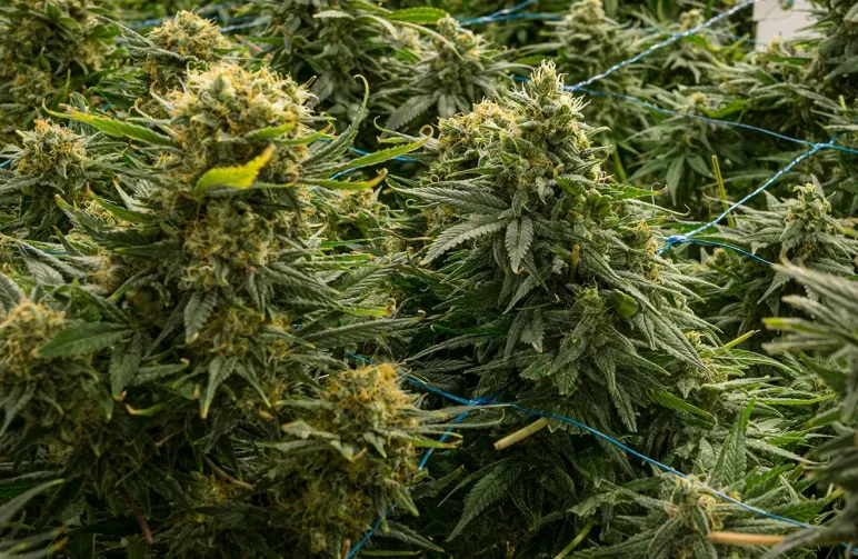 Top 15 Hoogst Opbrengende Cannabis Soorten Ooit