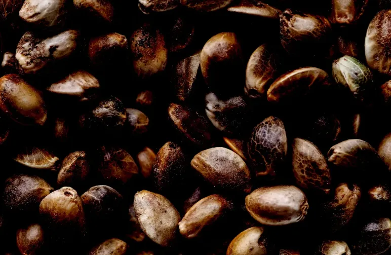 Hoe Lang Blijven Wietzaden Goed?