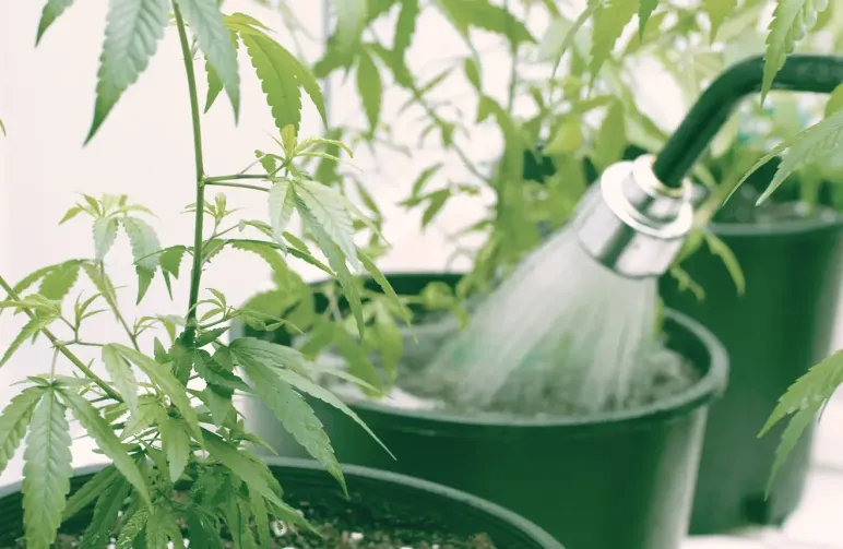 Hoe je cannabis water geeft: de ultieme gids voor de nat/droog-cyclus en pH-beheersing