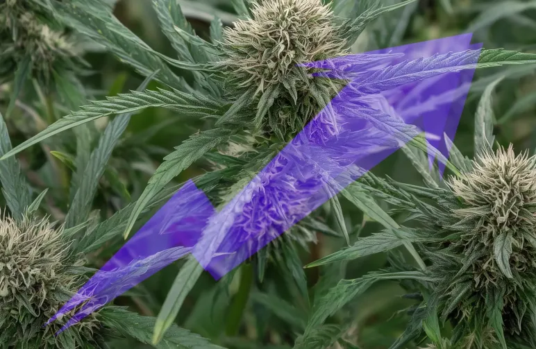 Hoe beginners hun cannabisopbrengst kunnen verhogen