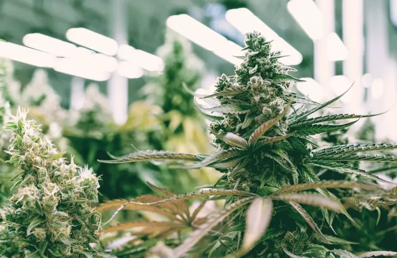 Hoe je Autoflowers uit Zaad Kweekt: een Stap voor Stap Handleiding