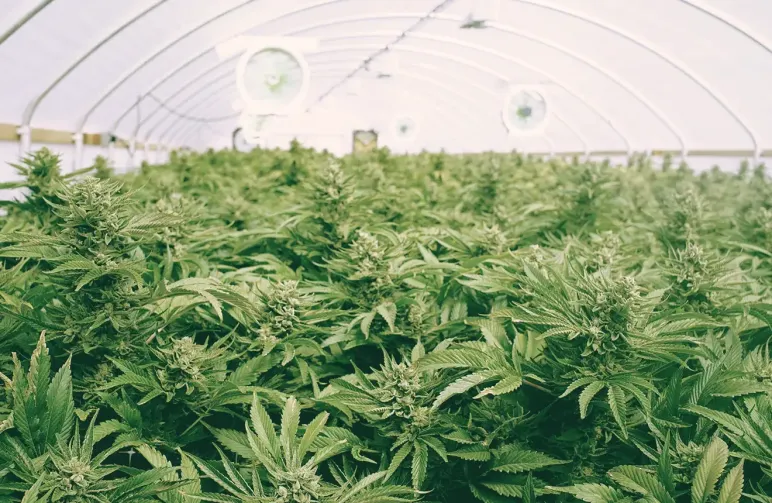 Wiet Scroggen: wat is het, hoe doe je dat en wanneer?