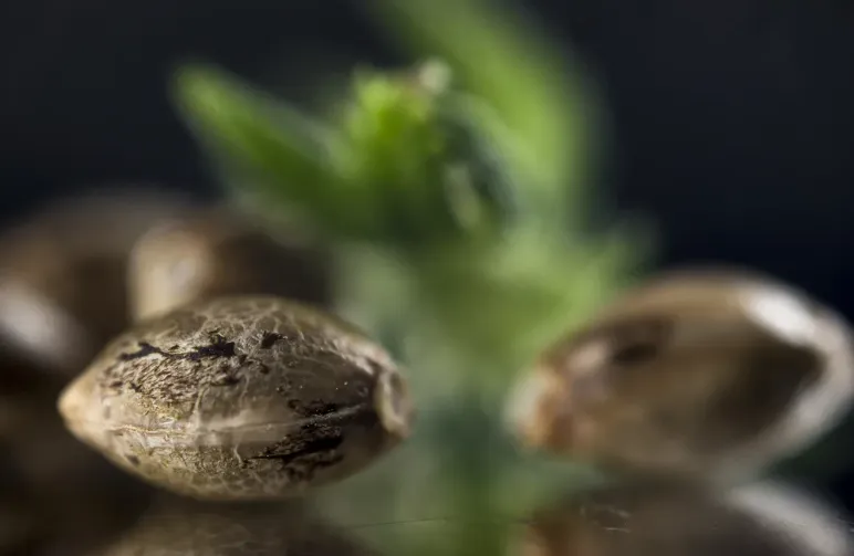 Hoe Kan je Vrouwelijke van Mannelijke Wietzaden Onderscheiden