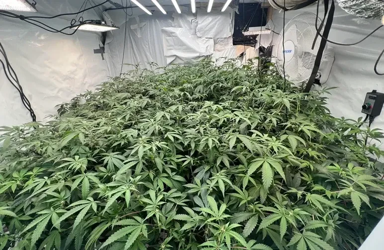 ScrOG vs. SOG: Welke cannabistrainingsmethode levert meer op?