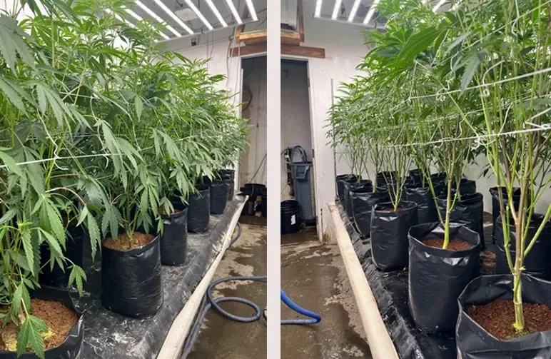 Lollipopping Cannabis: Wanneer en hoe je moet snoeien voor dichte toppen