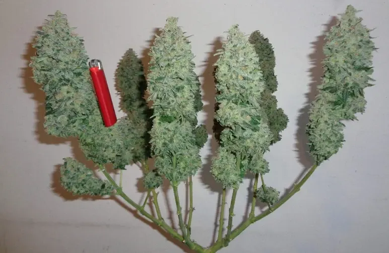 Cannabis mainlinen: een visuele stap-voor-stapgids