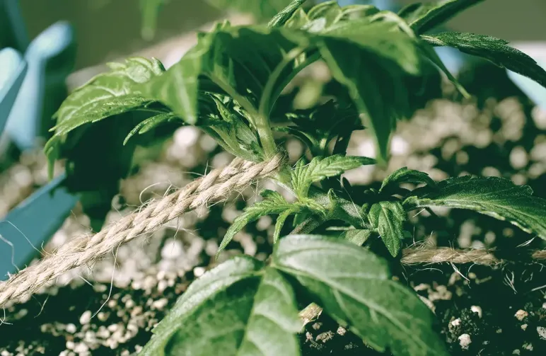 Low stress training: de meest effectieve manier voor het vergroten van je oogst!