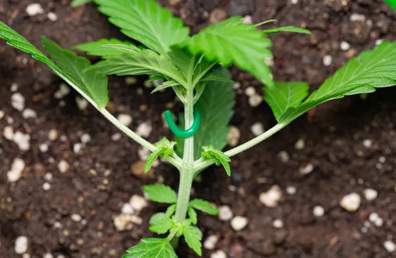 De ultieme gids voor LST voor autoflowers: krijg grotere opbrengsten (stap-voor-stap)