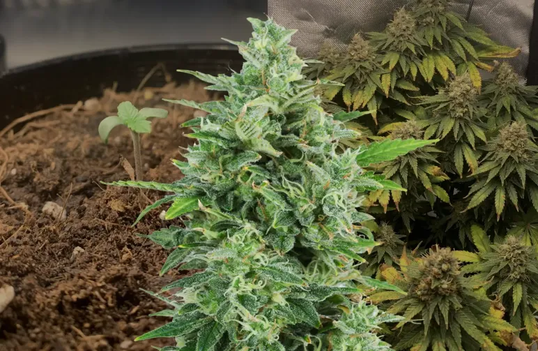 OG Kush Kweekdagboek Week per Week